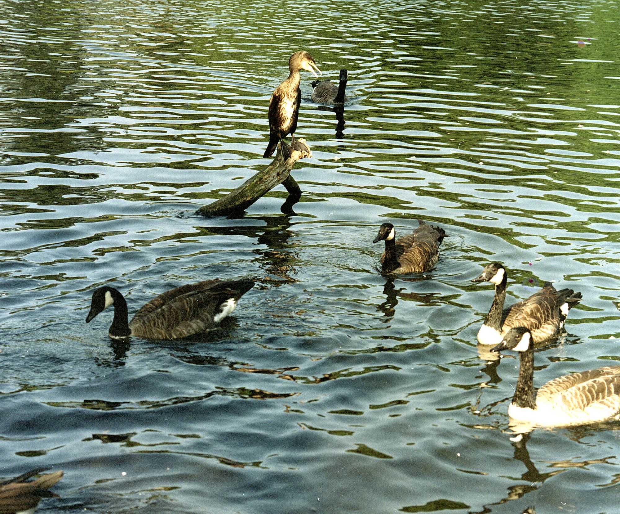 Cormorant and Food Contestants--