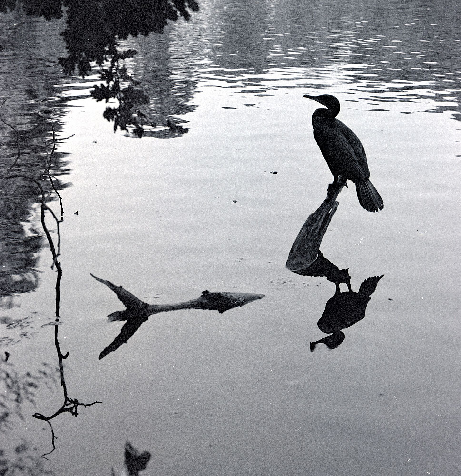 Cormorant