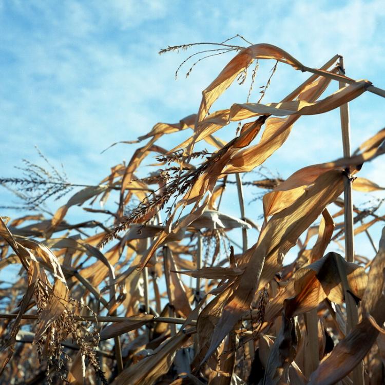 Corn And Sunflowers