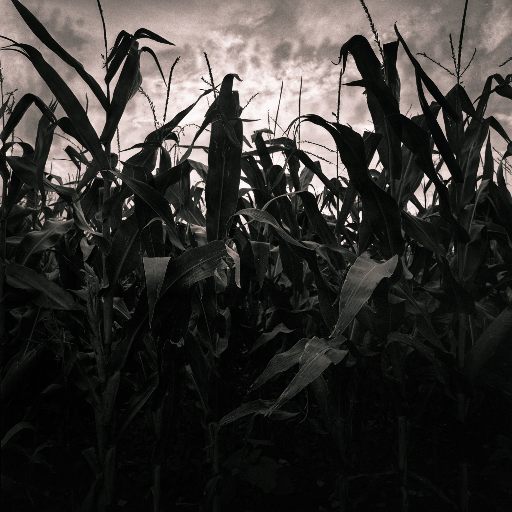 Corn field - Romania