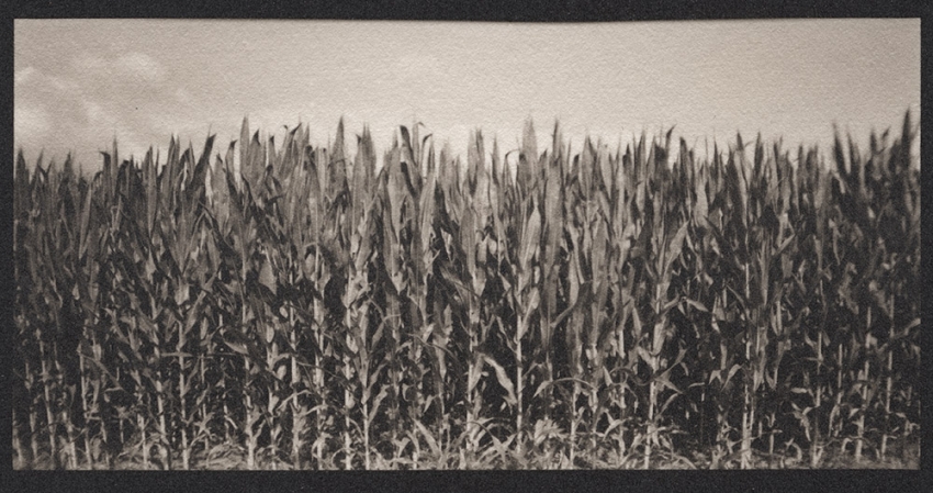 Cornfield, Best Farm, Monocacy National Battlefield