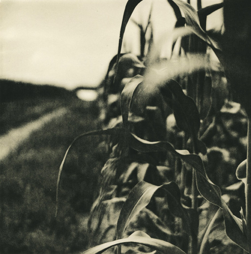Cornfield
