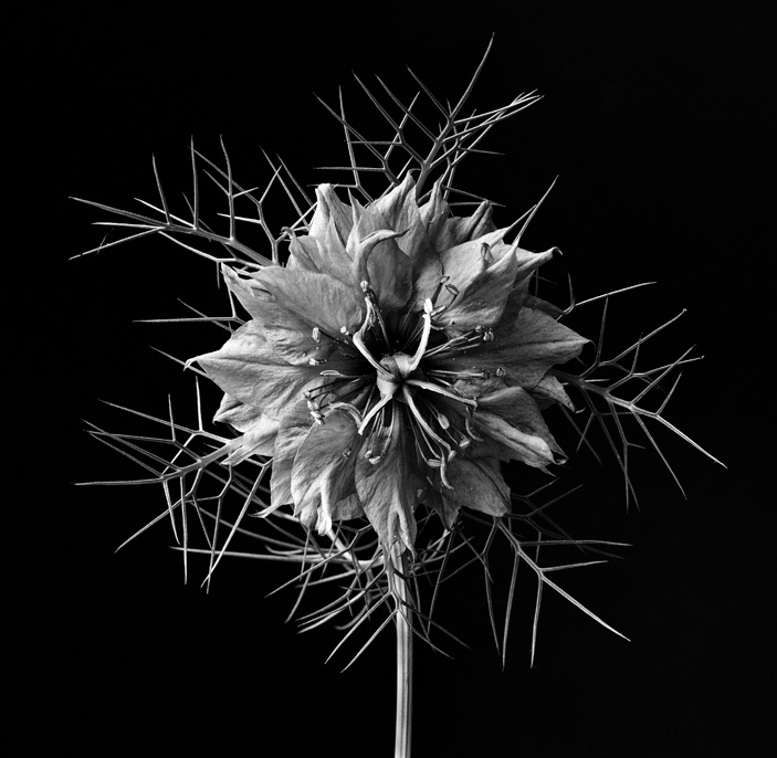 Cornflower