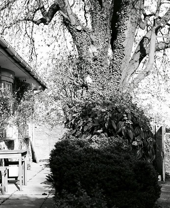 Cotswold Tree No 1