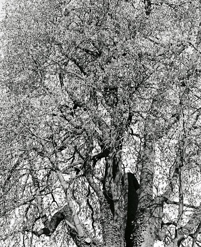 Cotswold Tree No 1