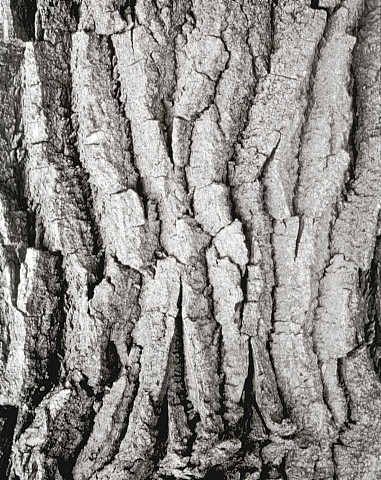 Cottonwood Bark, V2