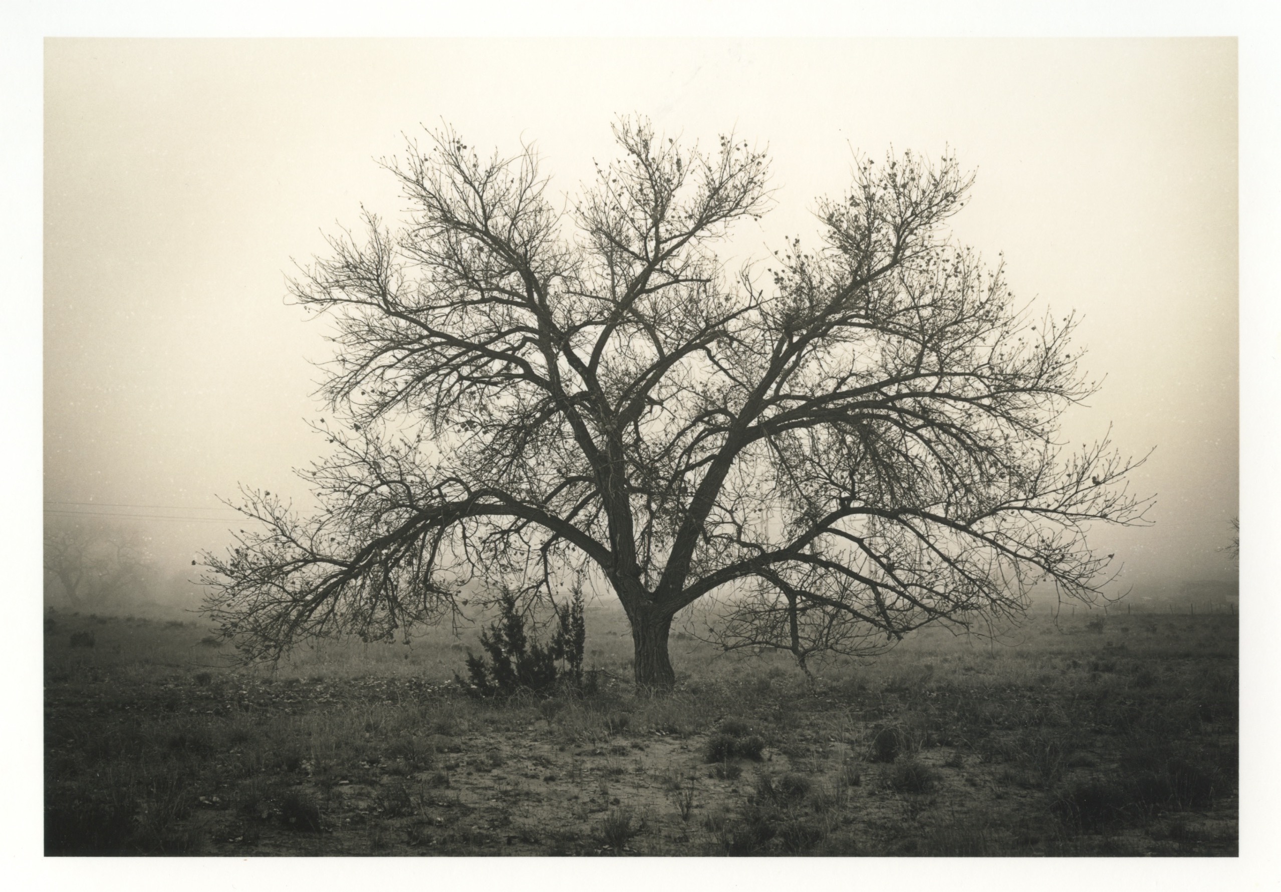 Cottonwood in Fog