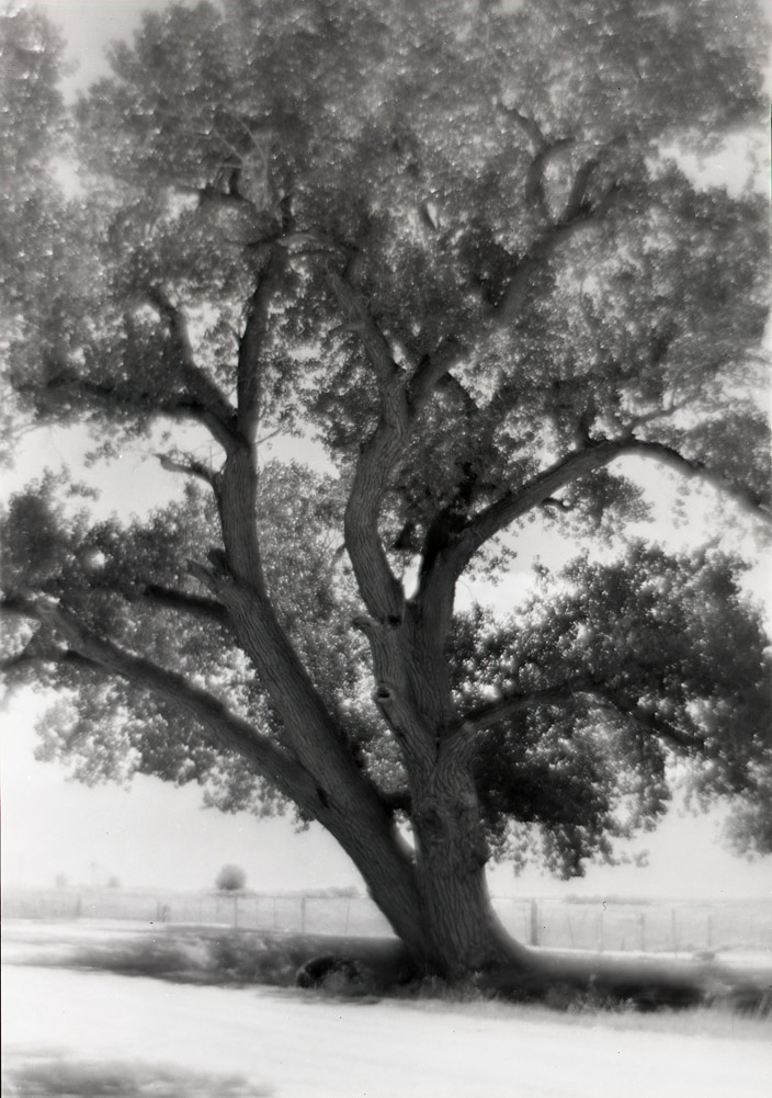 Cottonwood, Laws