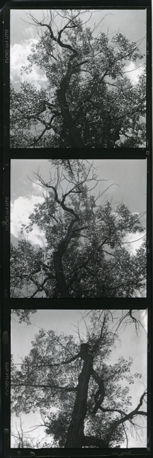 Cottonwoods, Grand Tetons NP, 2009