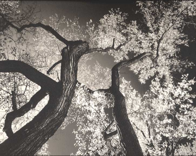 Cottonwoods in Fall