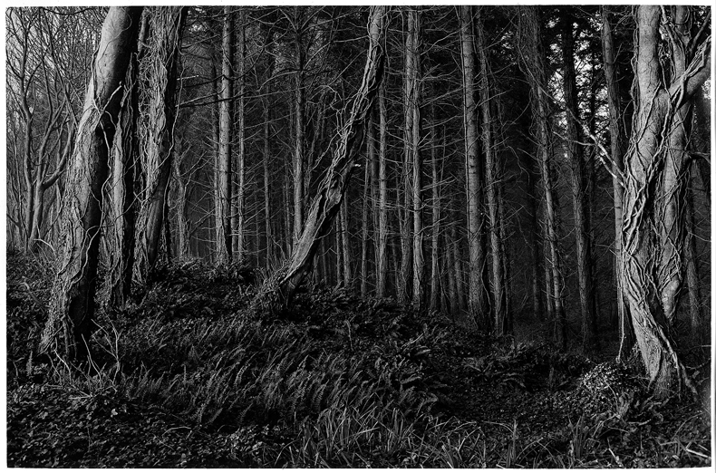 Courtown Forest print