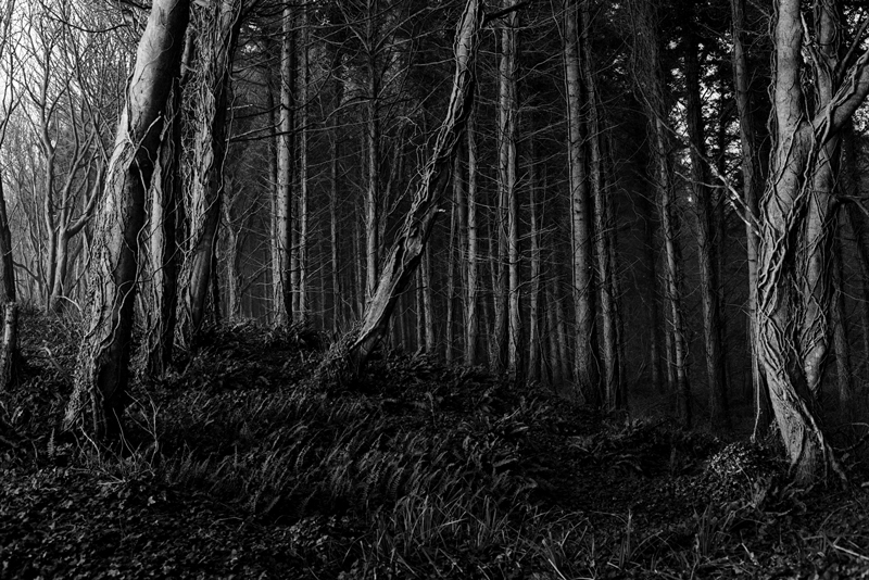 Courtown Forest