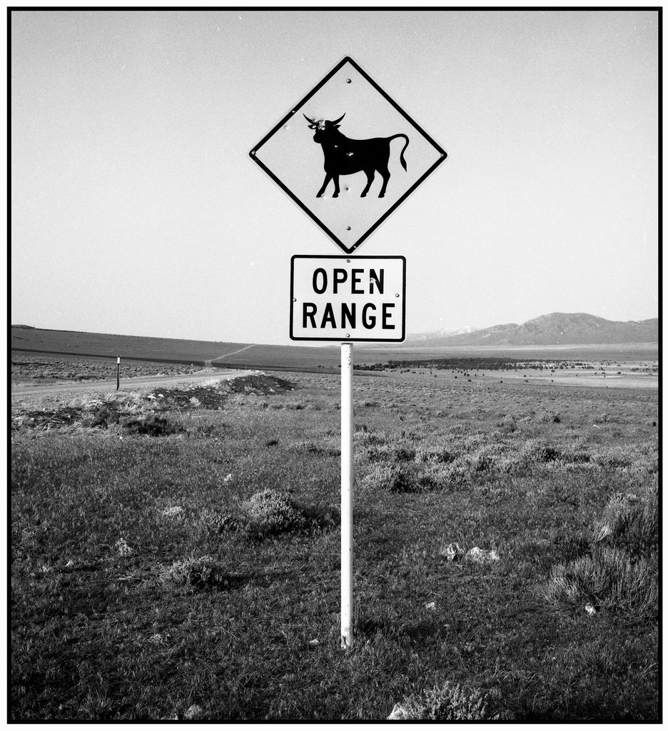 COW ALERT !!!