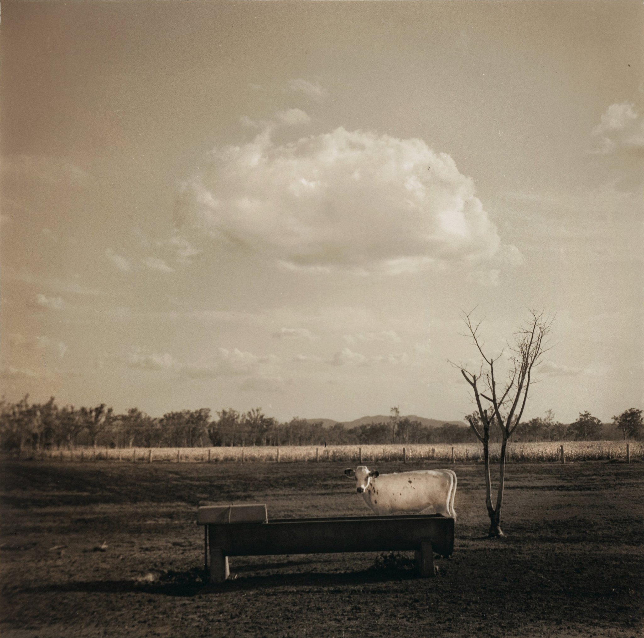 Cow & Cloud