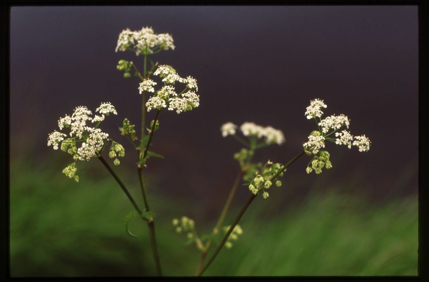 Cow Parsley.