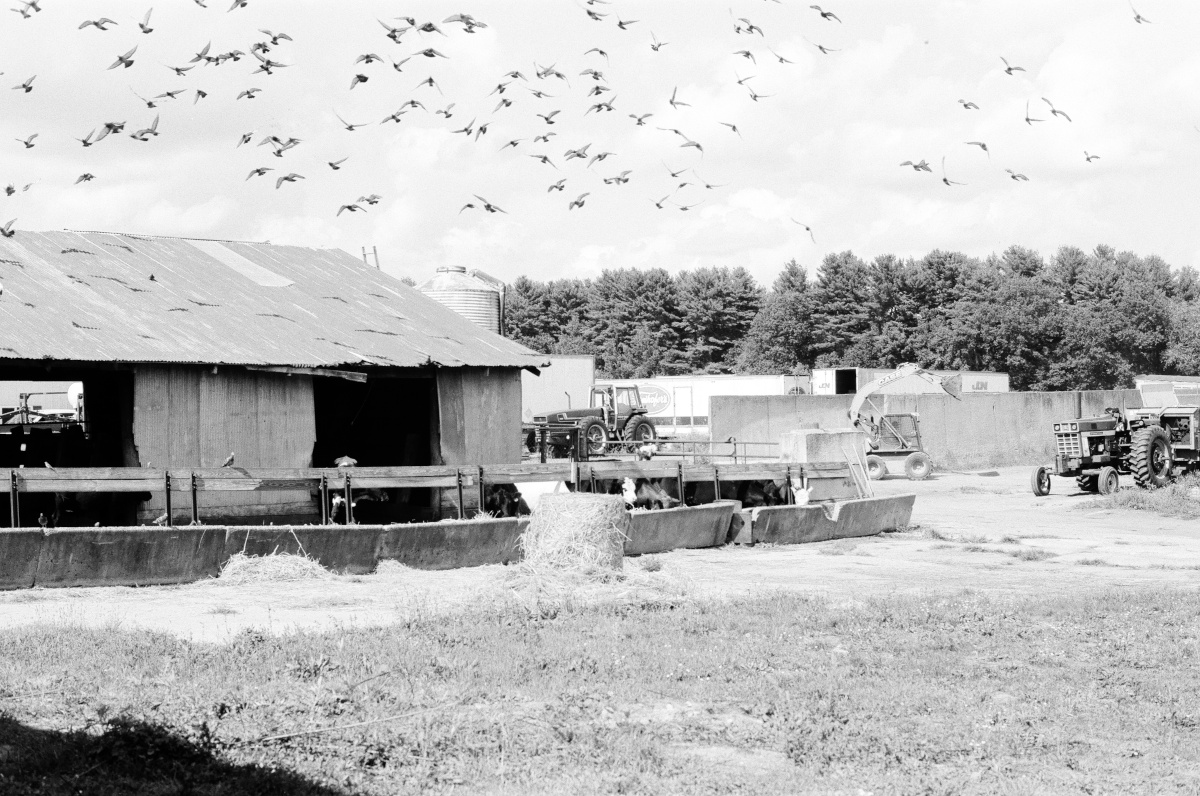 Cow shed