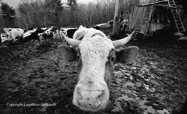 Cow