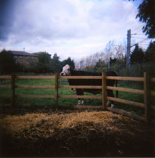 Cow