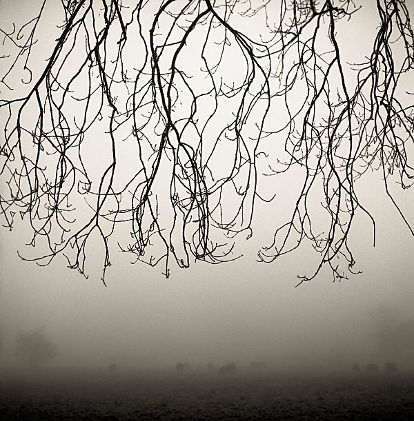 Cows, Mist & Trees