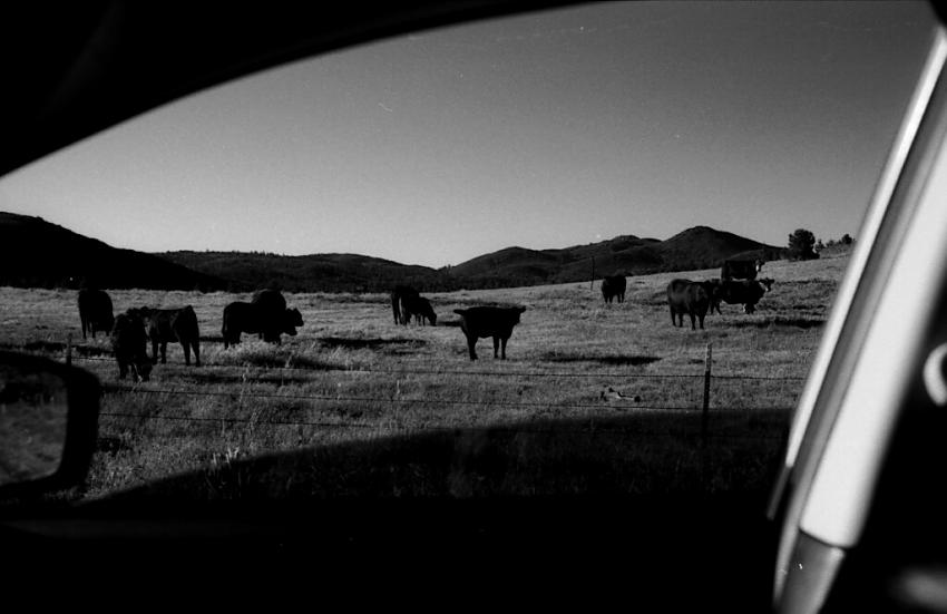 Cows on a field viewed from a car window.