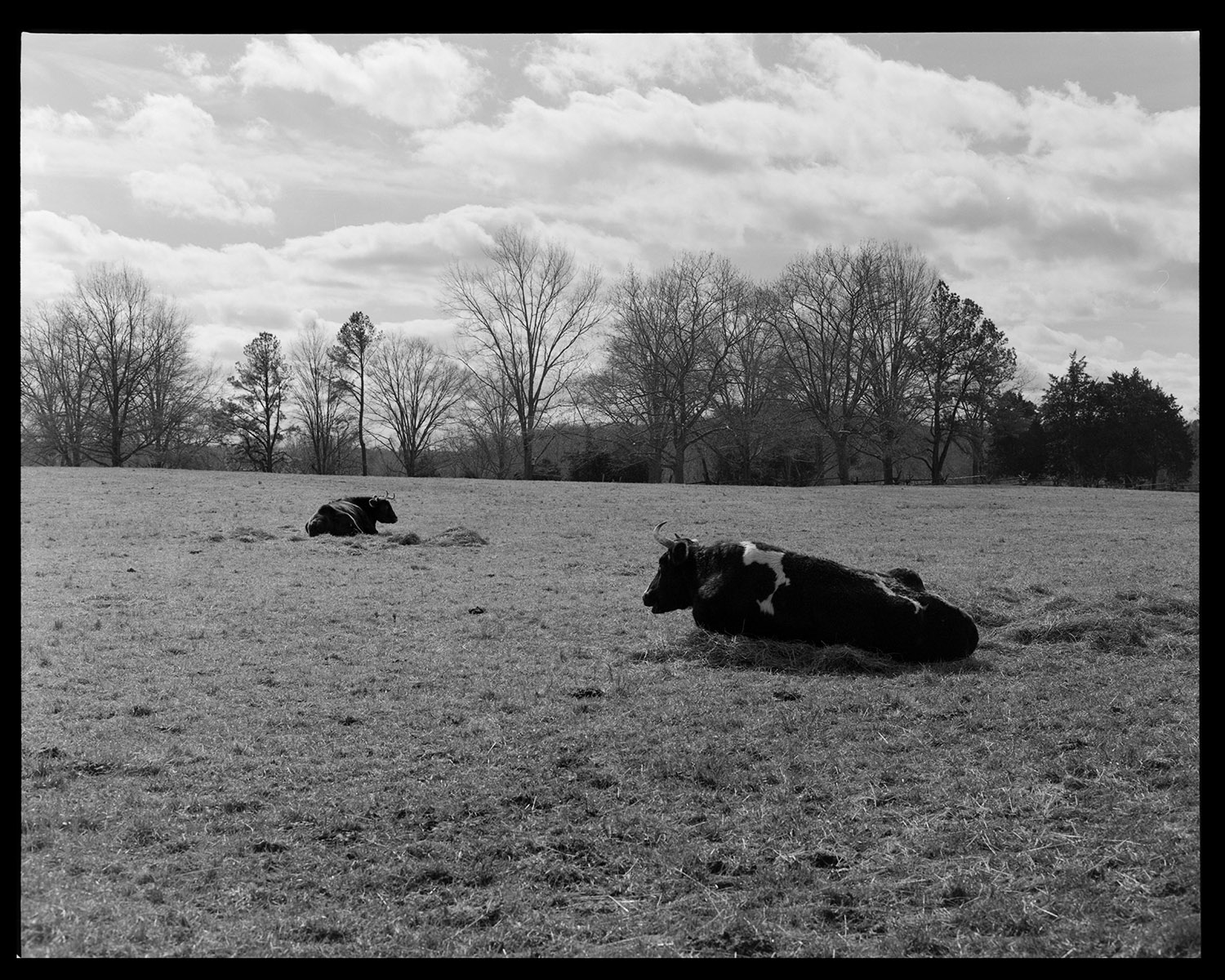 Cows,Washington Birthplace