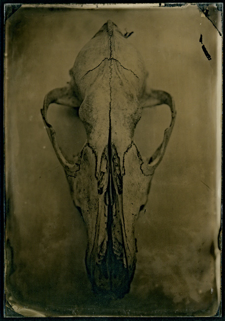 Coyote Skull 5x7 Wet plate
