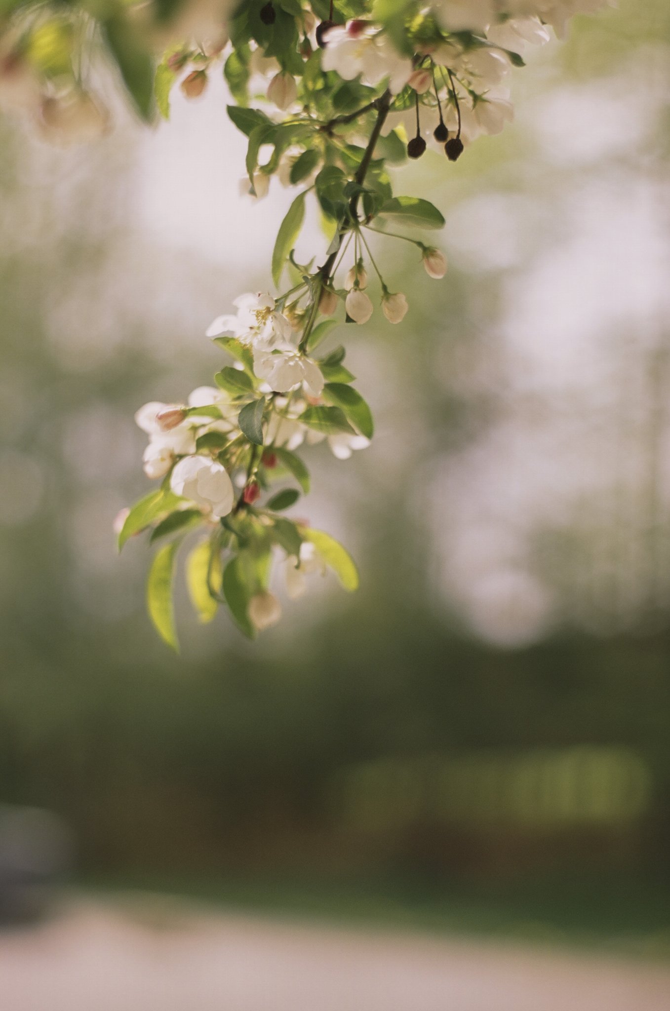 Crabapple