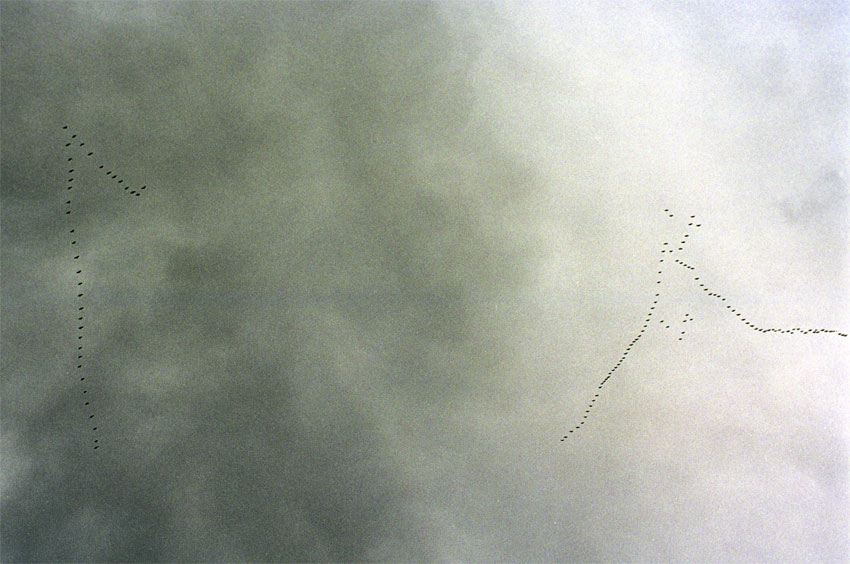 Crane Vs