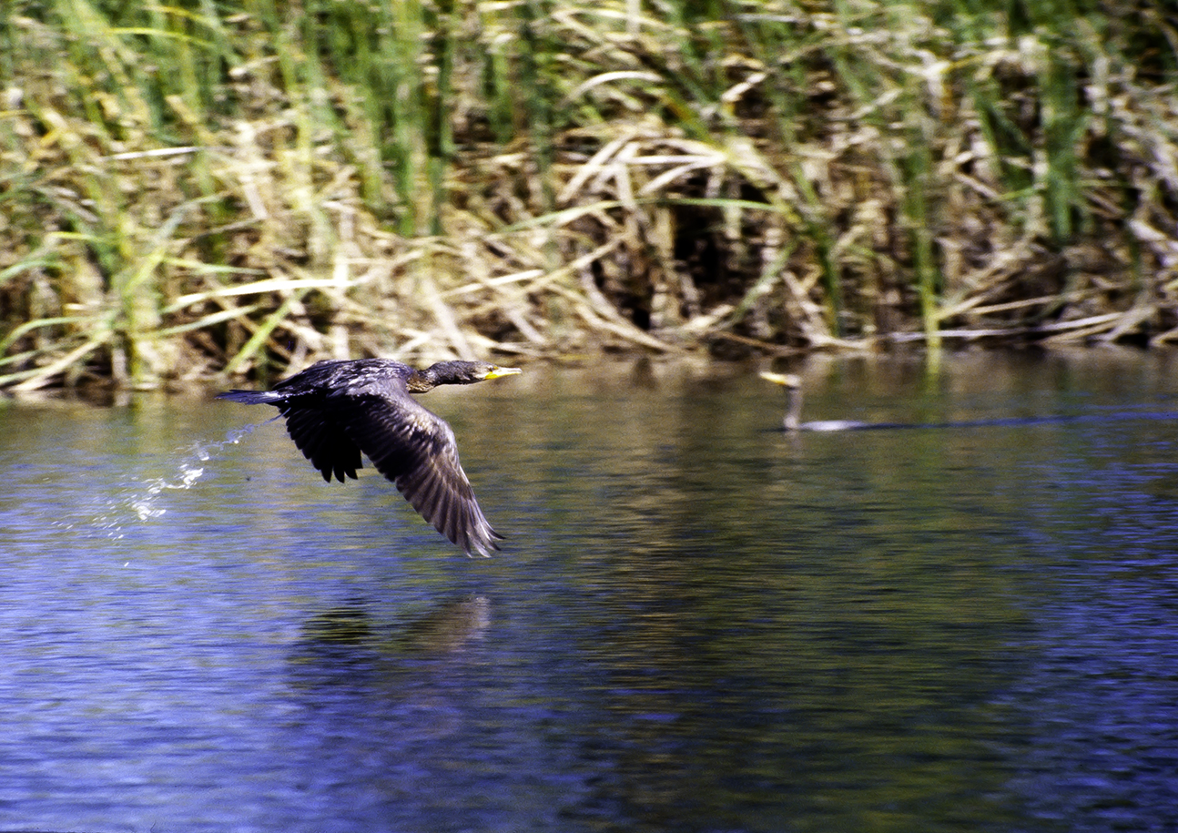 Crapping in Flight