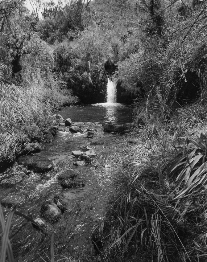 Creek, dwarf bamboo