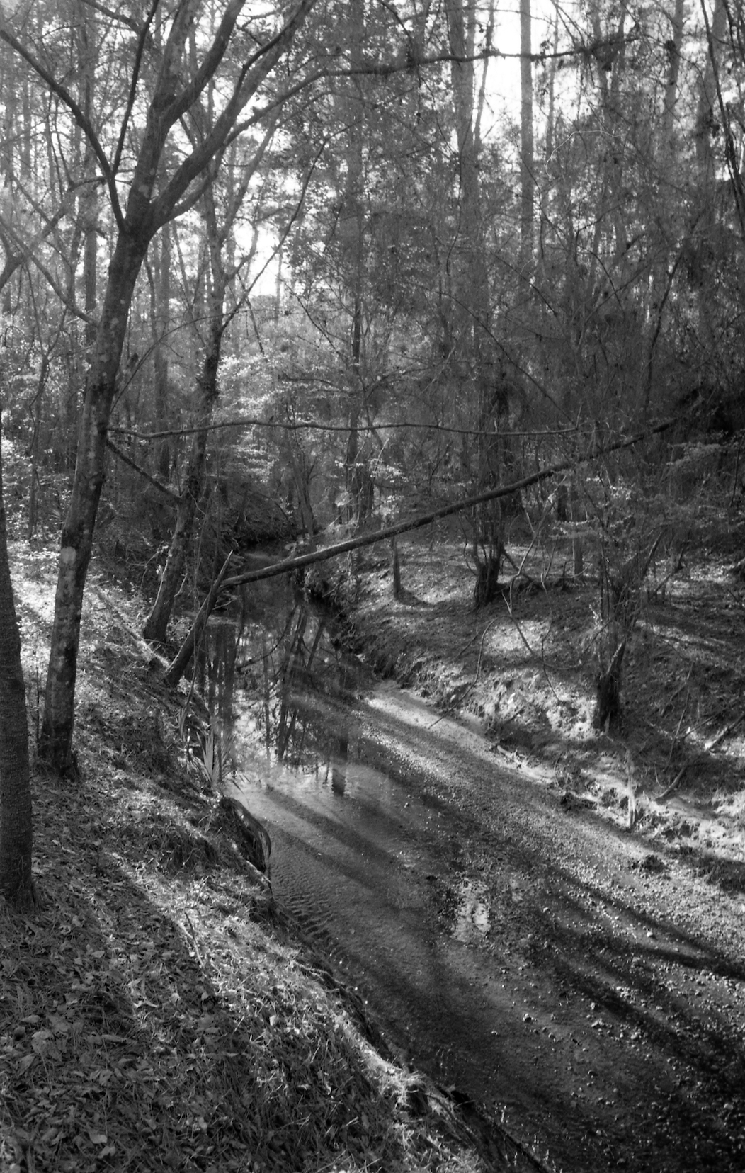 Creek in the Forest
