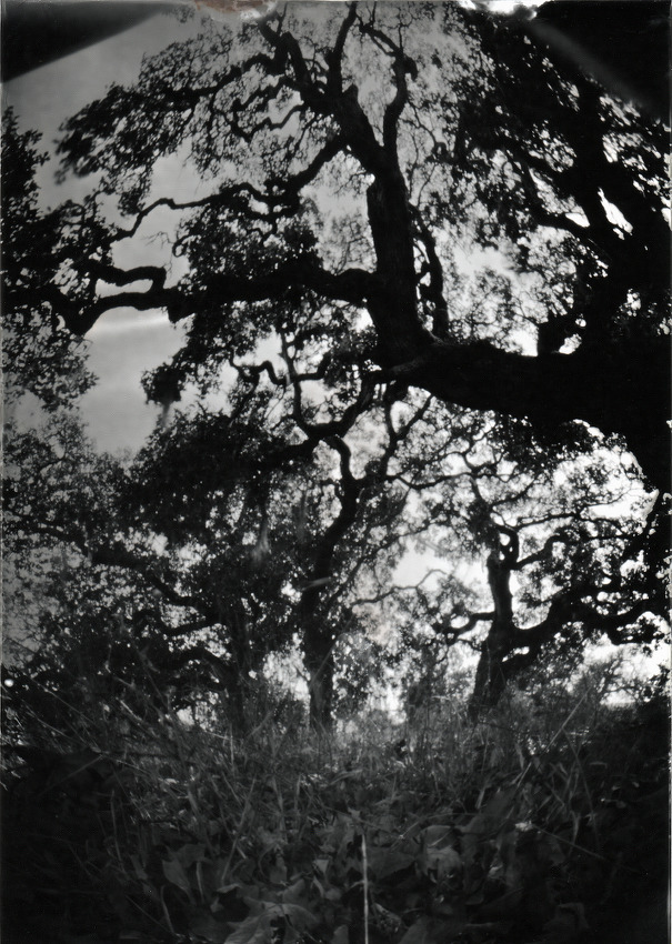 Creek Oaks