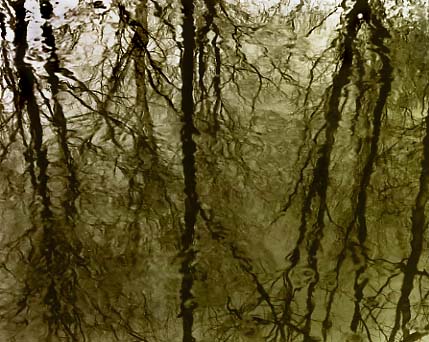 Creek Reflections