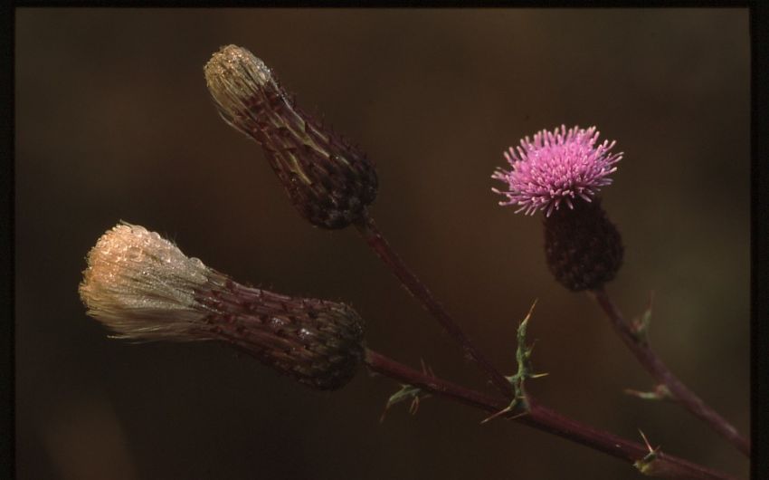 Creeping Thistle.