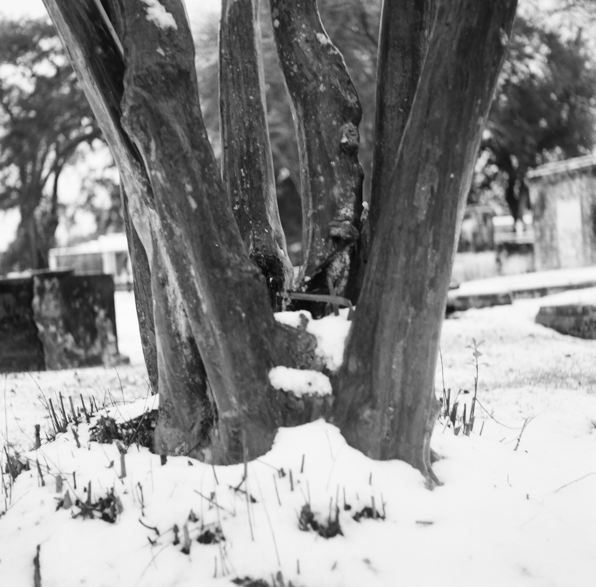 Crepe Myrtle