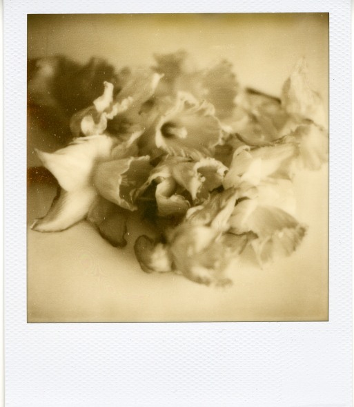Crinkly Flowers