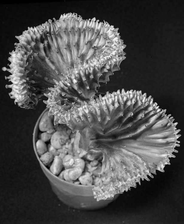 Cristata