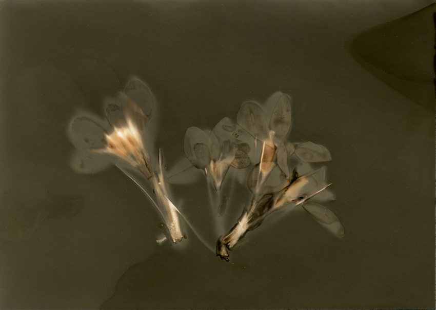 Crocus 1