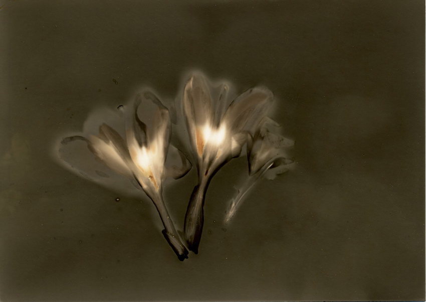 Crocus 2
