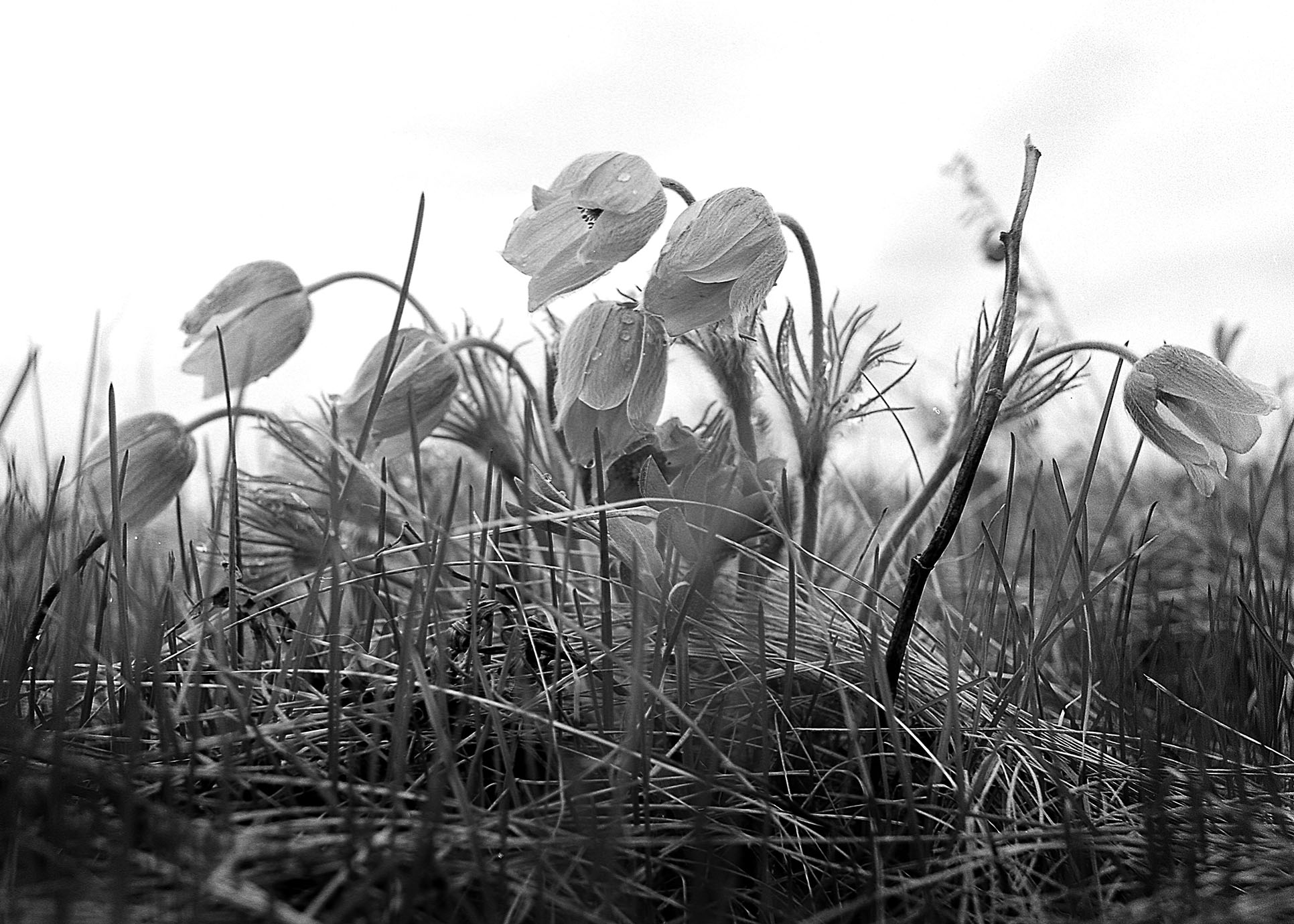 Crocus