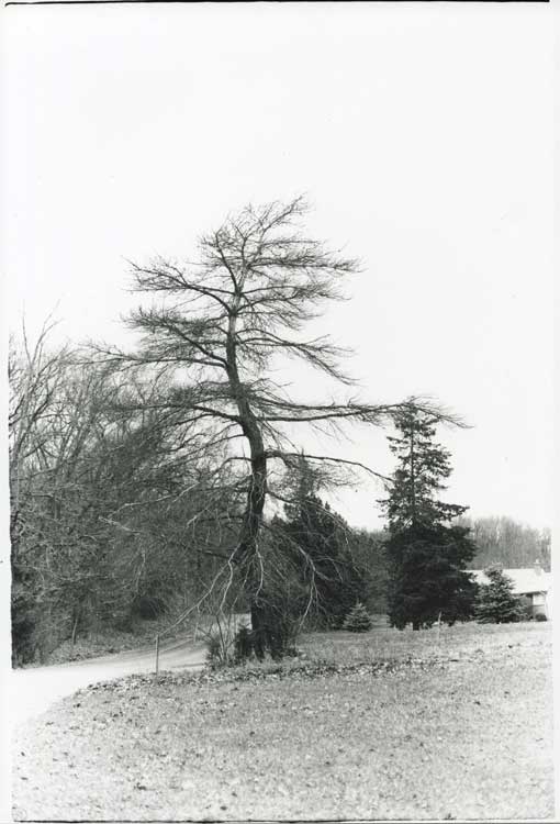Crooked Tree