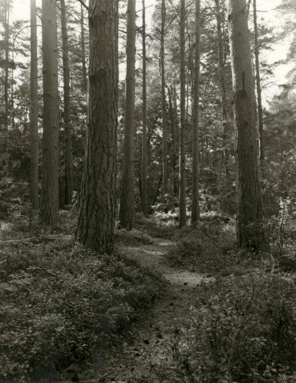 Crooksbury Hill