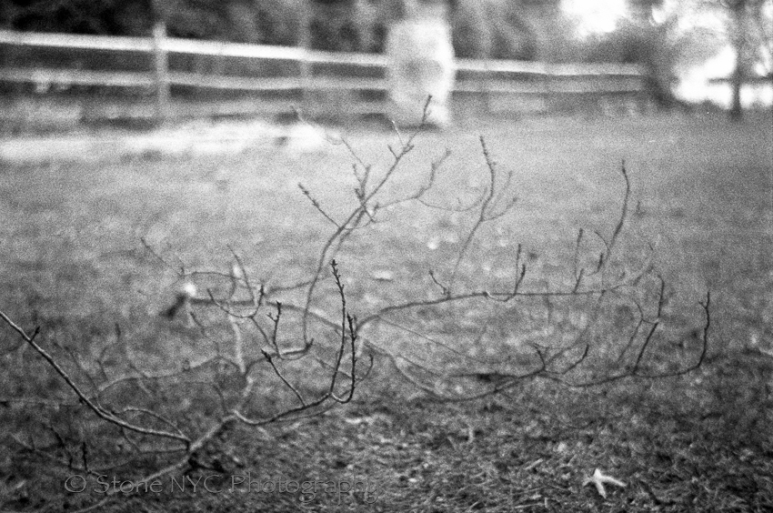 Cross Processed C-41 in Rodinal
