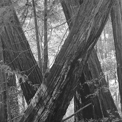 cross trees, big basin