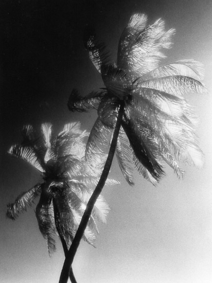 Crossing Palms
