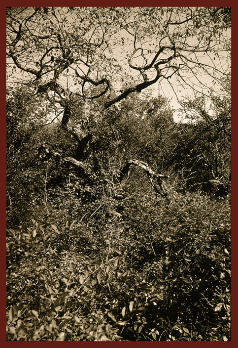 Crouching Ent
