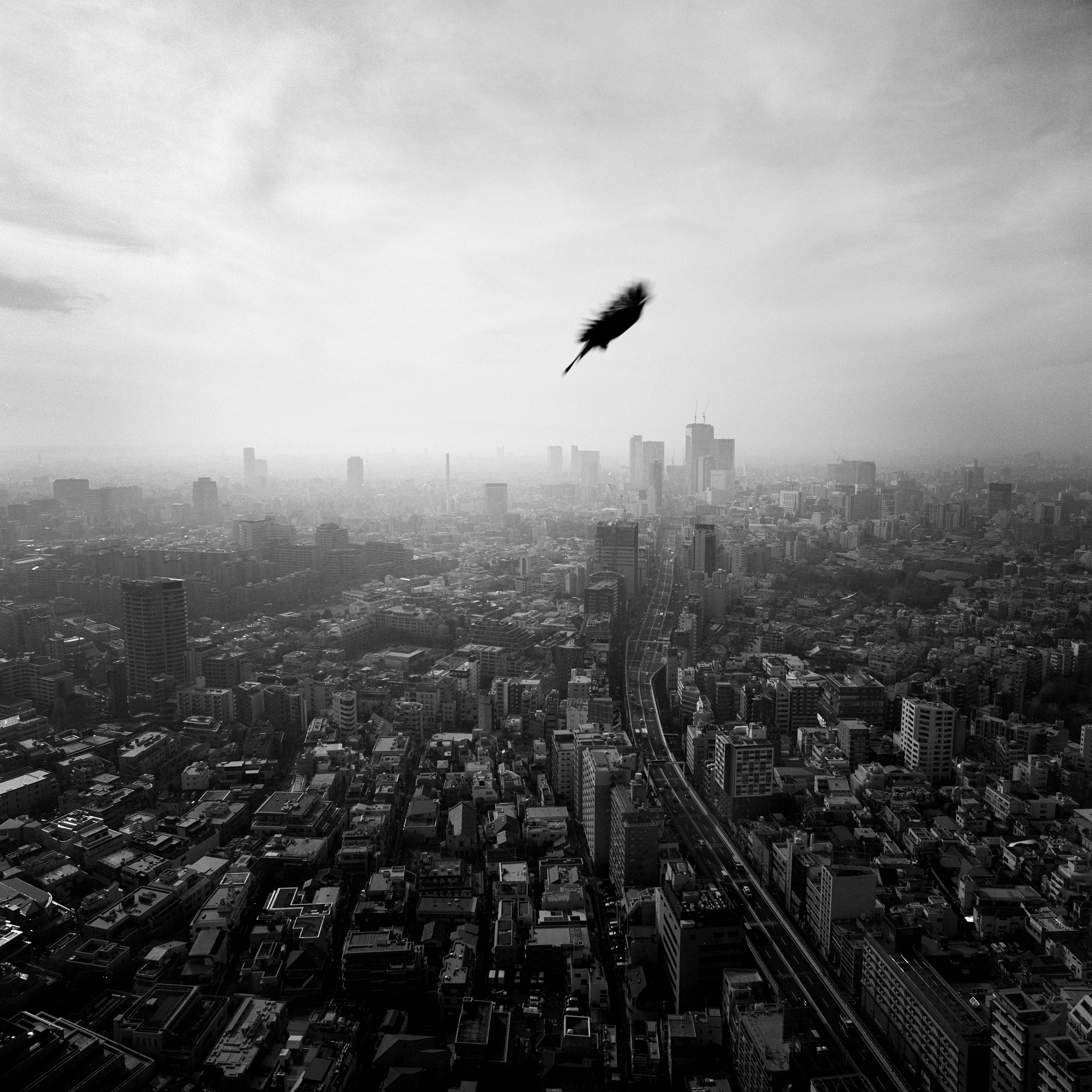 Crow over Tokyo