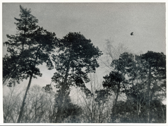 Crow pines