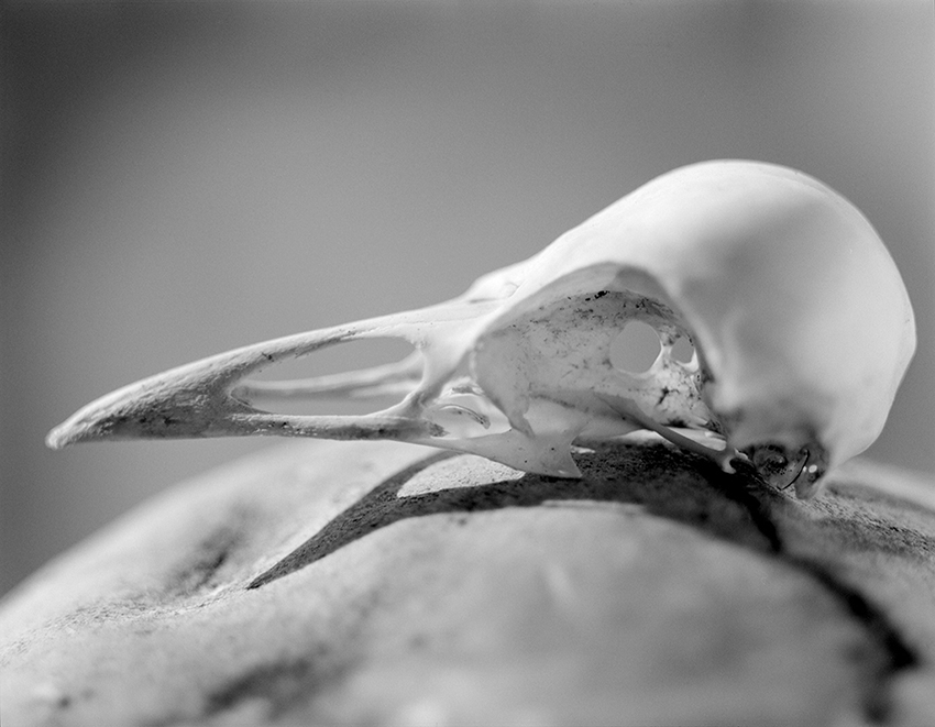 Crow Skull