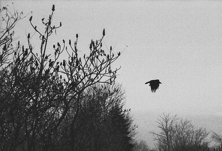 Crow
